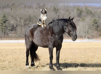 Fries paard Mix, Merrie, 8 Jaar, 160 cm, Roan-Blue