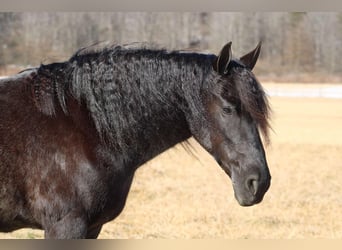 Fries paard Mix, Merrie, 8 Jaar, 160 cm, Roan-Blue