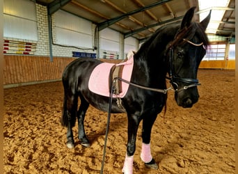 Fries paard, Merrie, 8 Jaar, 160 cm, Zwart