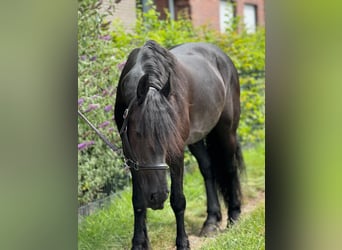 Friesen, Stute, 8 Jahre, 160 cm, Rappe