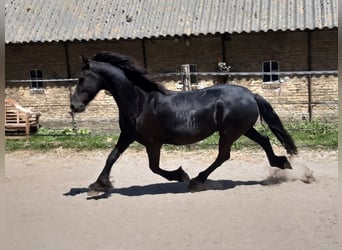 Fries paard, Merrie, 8 Jaar, 160 cm, Zwart