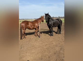 Fries paard, Merrie, 8 Jaar, 161 cm, Zwart