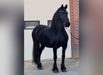 Fries paard, Merrie, 8 Jaar, 162 cm, Zwart