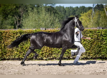 Fries paard, Merrie, 8 Jaar, 162 cm, Zwart