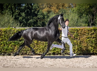 Fries paard, Merrie, 8 Jaar, 162 cm, Zwart