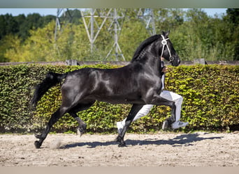 Fries paard, Merrie, 8 Jaar, 162 cm, Zwart