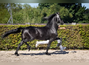 Fries paard, Merrie, 8 Jaar, 162 cm, Zwart