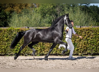 Fries paard, Merrie, 8 Jaar, 162 cm, Zwart