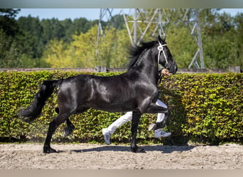 Fries paard, Merrie, 8 Jaar, 162 cm, Zwart