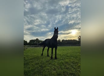 Fries paard, Merrie, 8 Jaar, 163 cm