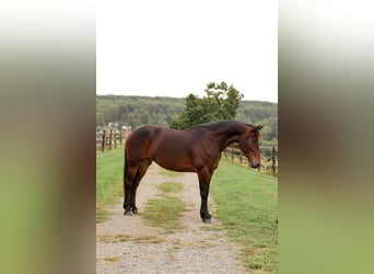 Fries paard Mix, Merrie, 8 Jaar, 163 cm, Roodbruin