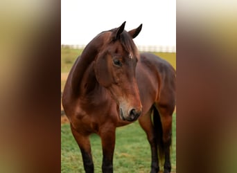 Fries paard Mix, Merrie, 8 Jaar, 163 cm, Roodbruin
