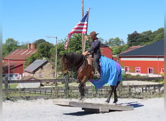 Fries paard Mix, Merrie, 8 Jaar, 163 cm, Roodbruin