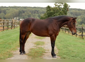 Fries paard Mix, Merrie, 8 Jaar, 163 cm, Roodbruin