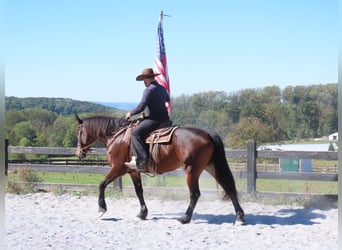 Fries paard Mix, Merrie, 8 Jaar, 163 cm, Roodbruin