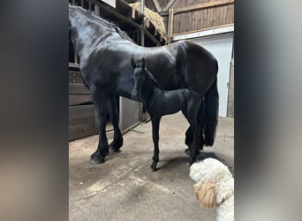 Fries paard, Merrie, 8 Jaar, 164 cm, Zwart