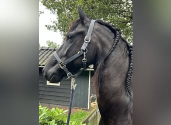Fries paard, Merrie, 8 Jaar, 164 cm, Zwart