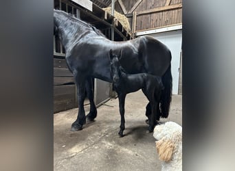 Fries paard, Merrie, 8 Jaar, 164 cm, Zwart