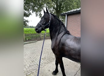 Fries paard, Merrie, 8 Jaar, 164 cm, Zwart