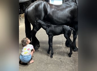 Fries paard, Merrie, 8 Jaar, 164 cm, Zwart