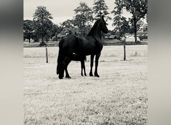 Fries paard, Merrie, 8 Jaar, 164 cm, Zwart