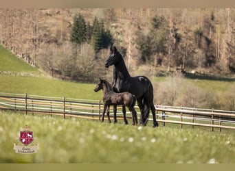 Fries paard, Merrie, 8 Jaar, 164 cm, Zwart