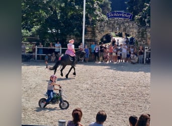 Fries paard, Merrie, 8 Jaar, 164 cm, Zwart