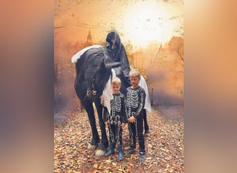 Fries paard, Merrie, 8 Jaar, 164 cm, Zwart