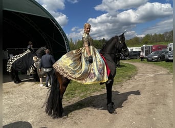 Fries paard, Merrie, 8 Jaar, 164 cm, Zwart