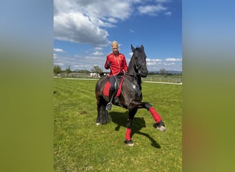 Fries paard, Merrie, 8 Jaar, 164 cm, Zwart