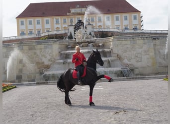 Fries paard, Merrie, 8 Jaar, 164 cm, Zwart