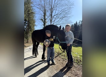 Fries paard, Merrie, 8 Jaar, 164 cm, Zwart