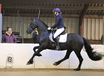 Fries paard, Merrie, 8 Jaar, 165 cm, Zwart