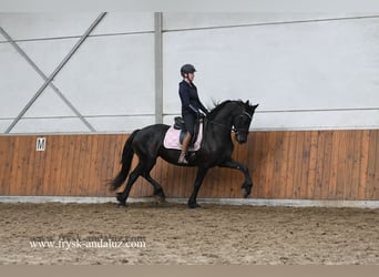 Fries paard, Merrie, 8 Jaar, 165 cm, Zwart