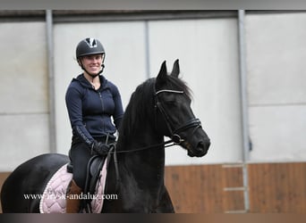 Fries paard, Merrie, 8 Jaar, 165 cm, Zwart