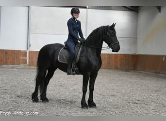 Fries paard, Merrie, 8 Jaar, 165 cm, Zwart