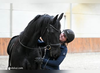 Fries paard, Merrie, 8 Jaar, 165 cm, Zwart
