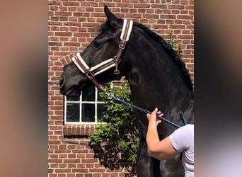 Fries paard, Merrie, 8 Jaar, 167 cm, Zwart