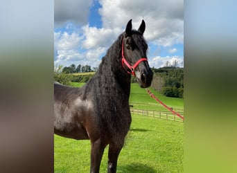Fries paard, Merrie, 8 Jaar, 167 cm, Zwart