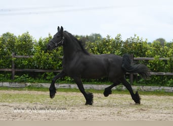 Fries paard, Merrie, 8 Jaar, 167 cm, Zwart