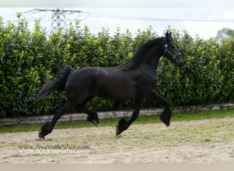 Fries paard, Merrie, 8 Jaar, 167 cm, Zwart