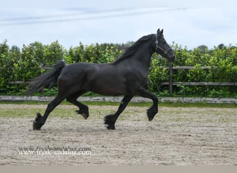Fries paard, Merrie, 8 Jaar, 167 cm, Zwart