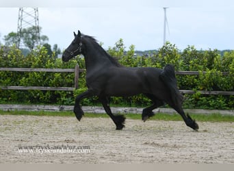 Fries paard, Merrie, 8 Jaar, 167 cm, Zwart