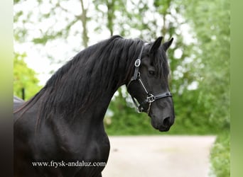 Fries paard, Merrie, 8 Jaar, 167 cm, Zwart