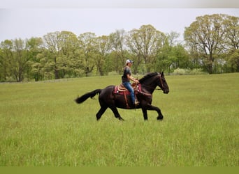 Fries paard, Merrie, 8 Jaar, 173 cm, Zwart