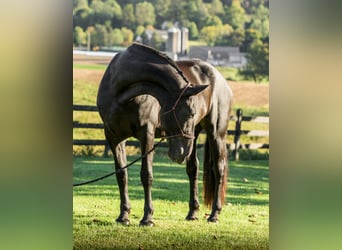 Fries paard, Merrie, 8 Jaar, 173 cm, Zwart