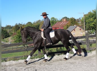 Fries paard, Merrie, 8 Jaar, 173 cm, Zwart