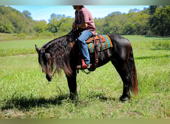 Fries paard, Merrie, 9 Jaar, 155 cm, Zwart
