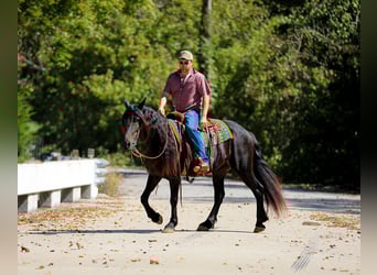 Fries paard, Merrie, 9 Jaar, 155 cm, Zwart