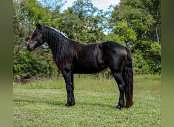 Fries paard, Merrie, 9 Jaar, 155 cm, Zwart